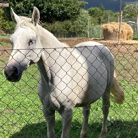 Casale Riorso Vendégház Orvieto