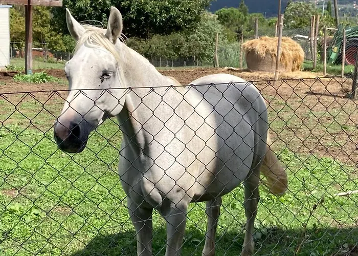Casale Riorso بيت ضيافة أورفييتو